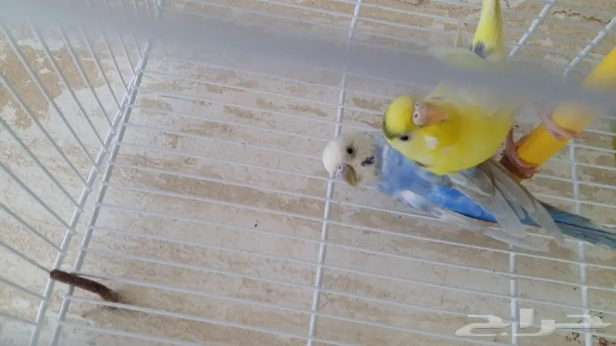 طيور حب (image 1)