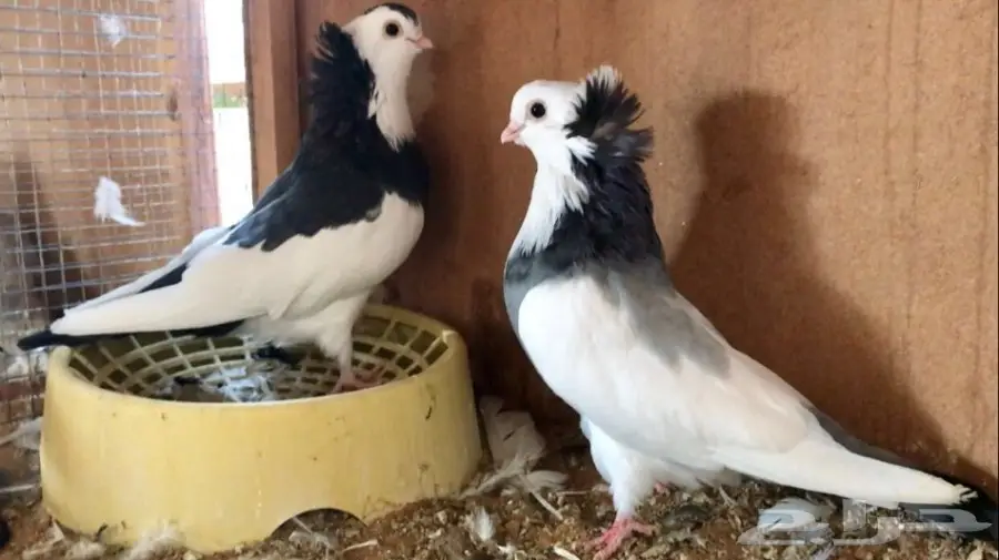 اربع اجواز عبسي