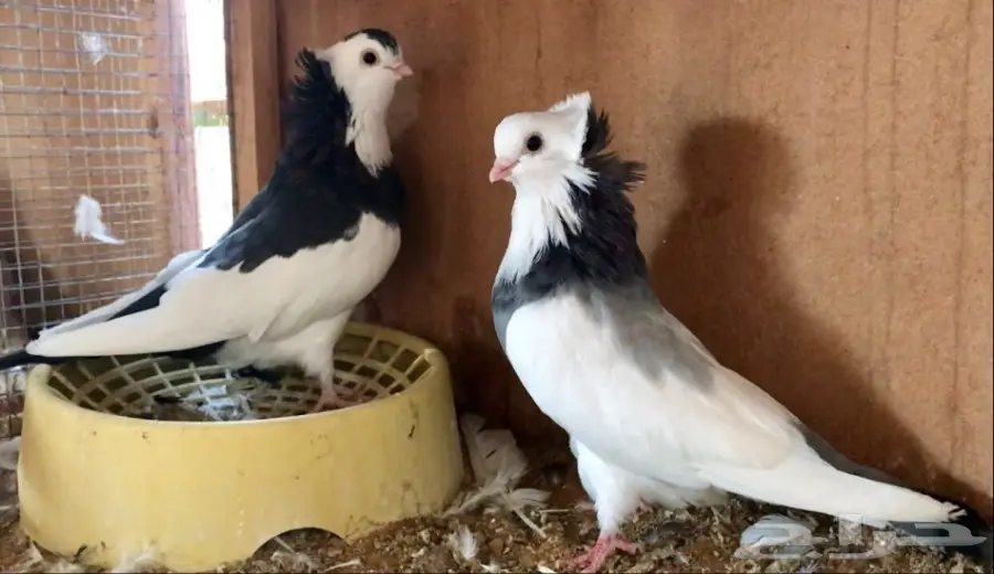 اربع اجواز عبسي (image 1)