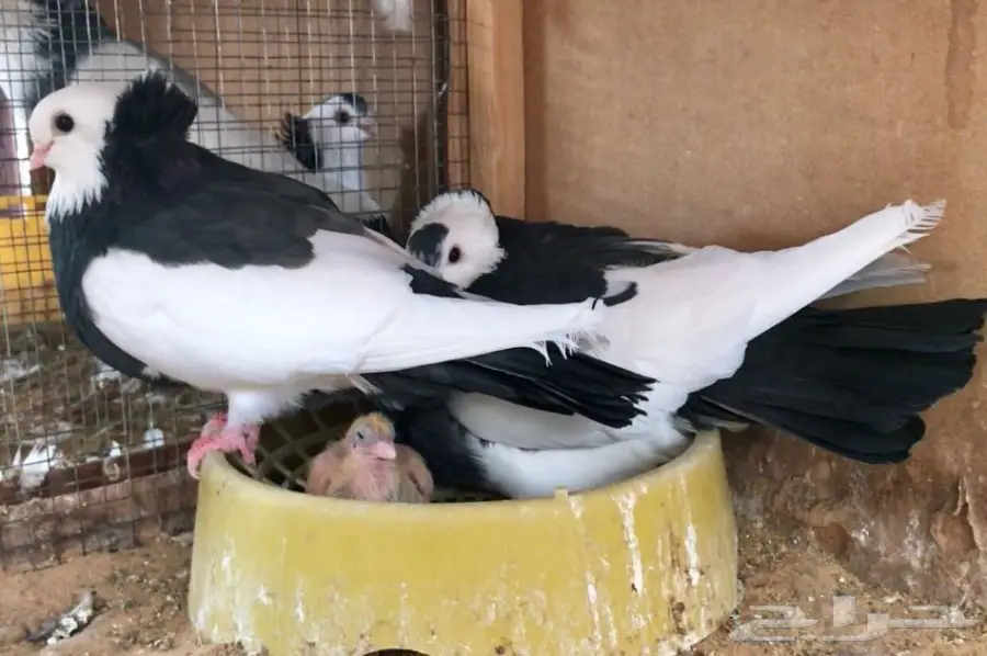 اربع اجواز عبسي (image 2)