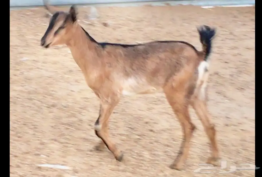 للبيع (5)جفار يمنيه (image 5)