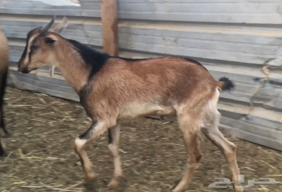 للبيع (5)جفار يمنيه