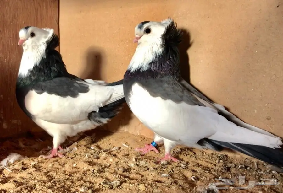 اربع اجواز عبسي (image 8)