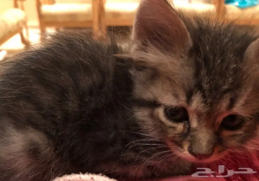 قطط للتبني (image 3)