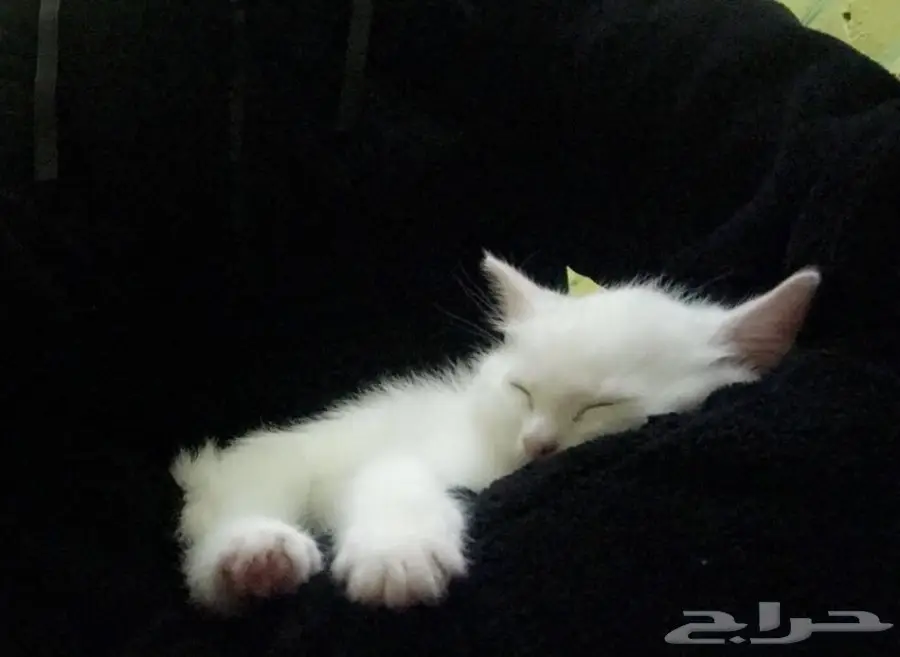 قطط شيرازيه للبيع (image 2)