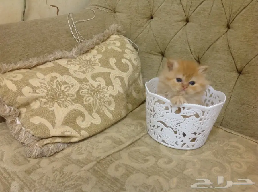 قطة شيرازية بيور (image 1)