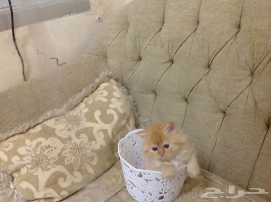 قطة شيرازية بيور (image 4)