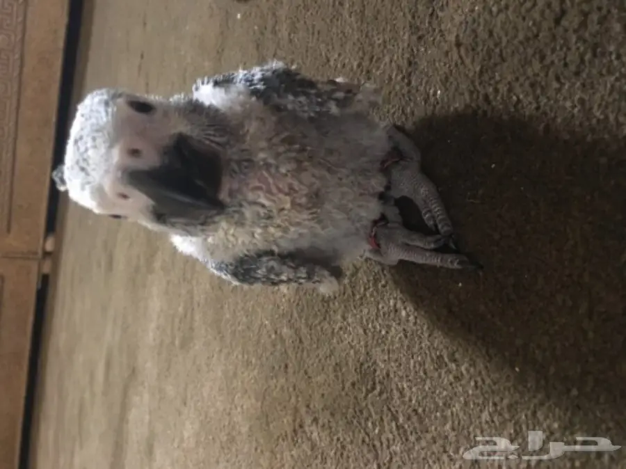 فرخ كاسكو غر