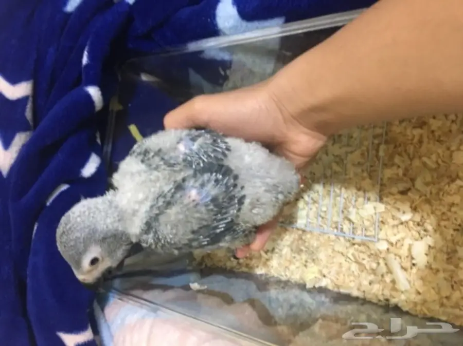 فرخ كاسكو غر (image 1)