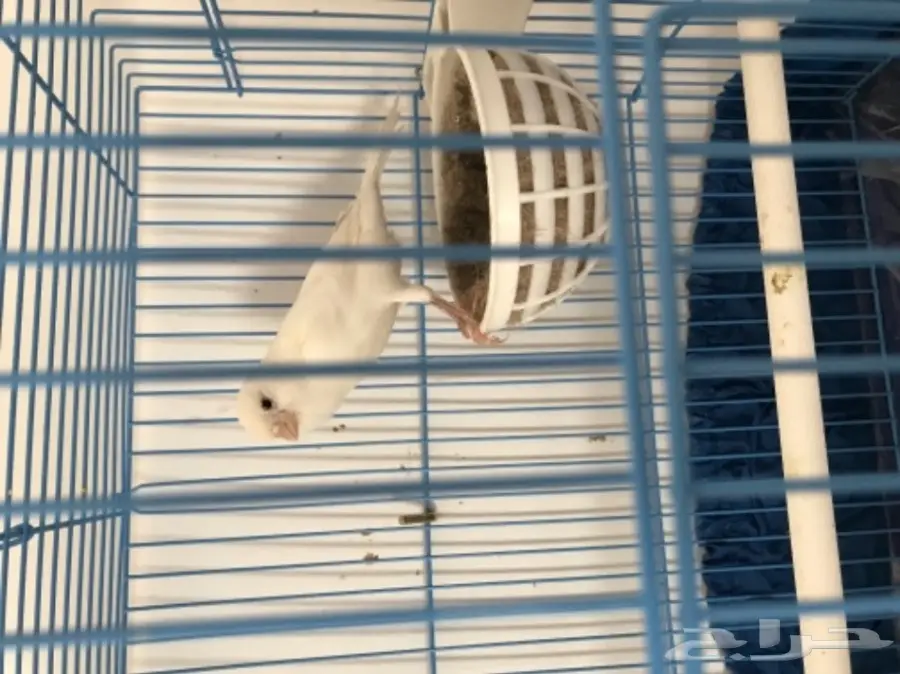 كناري بينو خرافي - فرصة لا تُفوّت!