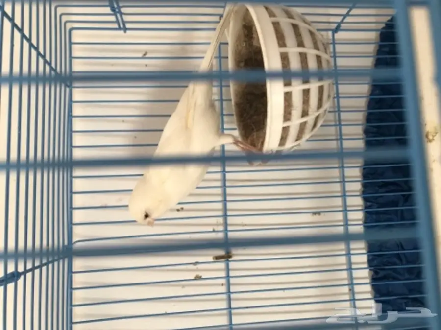 كناري بينو خرافي - فرصة لا تُفوّت! (image 1)