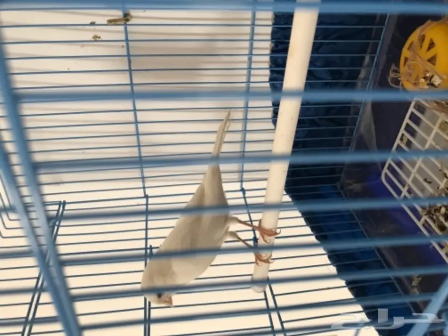 كناري بينو خرافي - فرصة لا تُفوّت! (image 2)