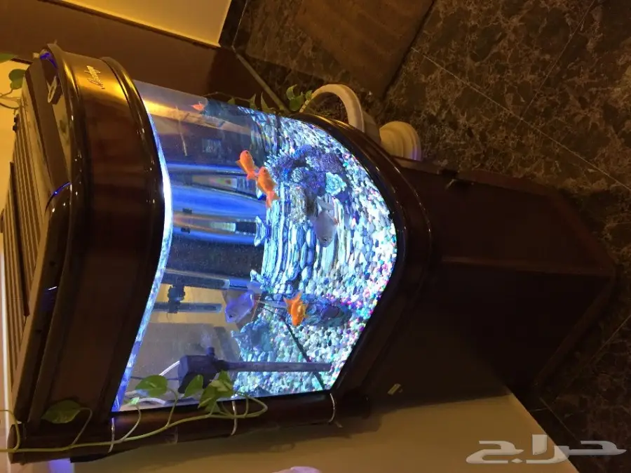 حوض أسماك زينة للبيع  (image 2)