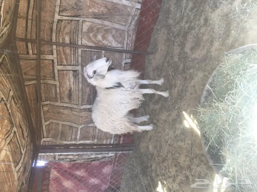 خروف فحل ابيض للبيع (image 4)