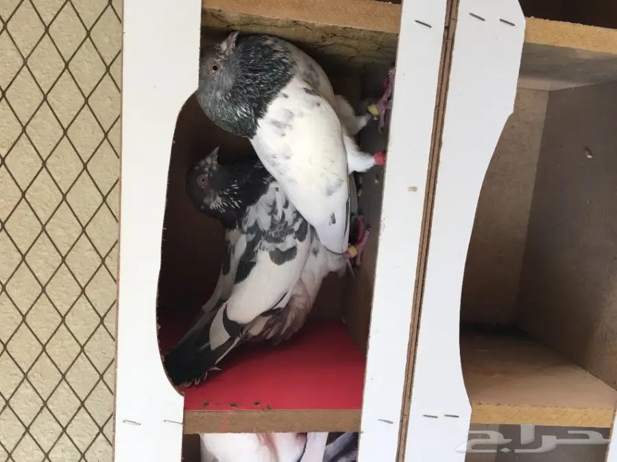 حمام باكستاني اذكرو الله  (image 3)