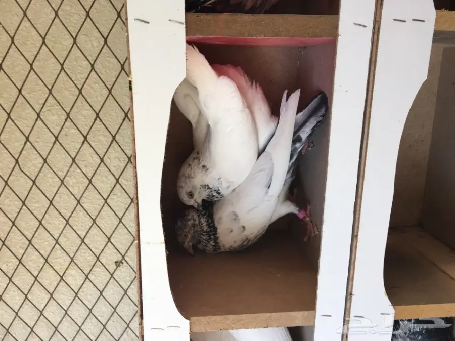 حمام باكستاني اذكرو الله  (image 4)