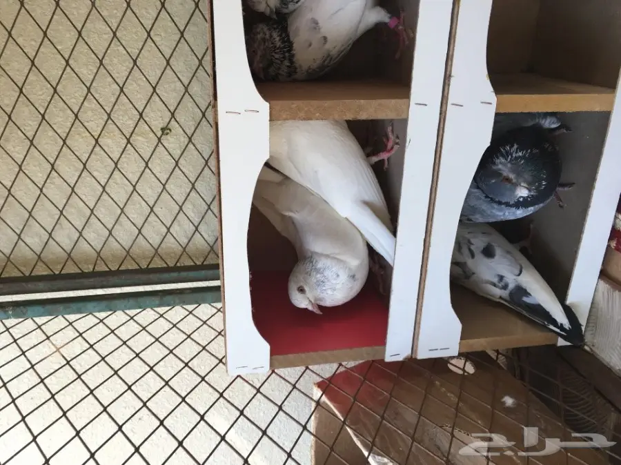 حمام باكستاني اذكرو الله  (image 5)