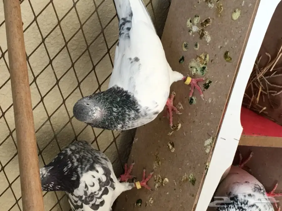 حمام باكستاني اذكرو الله  (image 7)