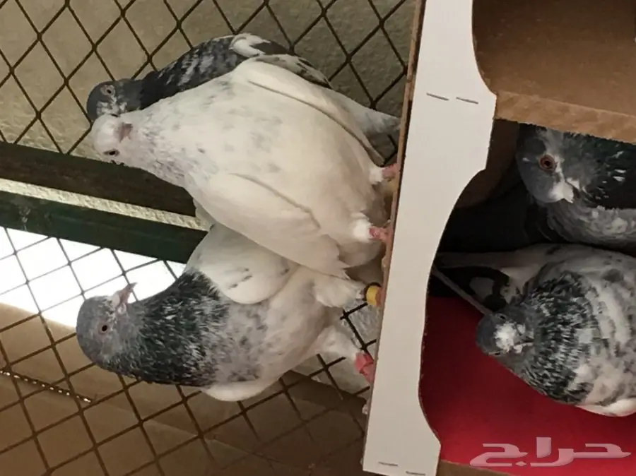 حمام باكستاني اذكرو الله  (image 9)