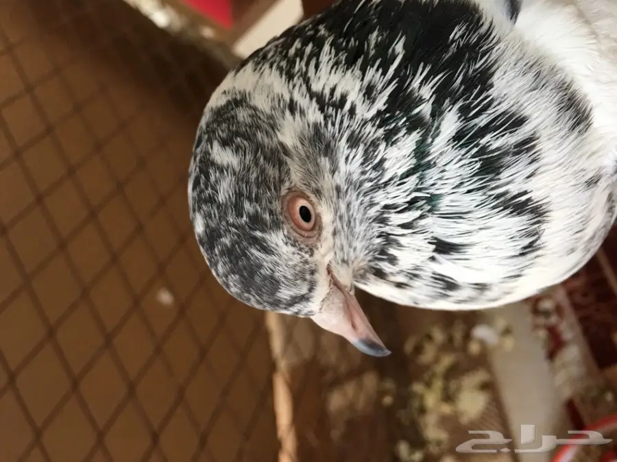 حمام باكستاني اذكرو الله  (image 11)