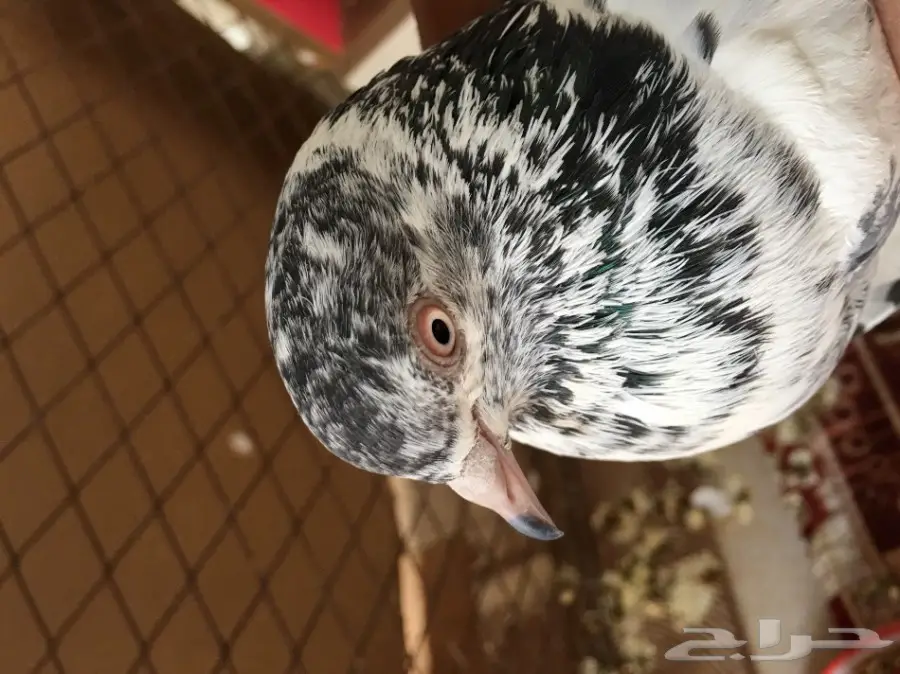 حمام باكستاني اذكرو الله  (image 12)