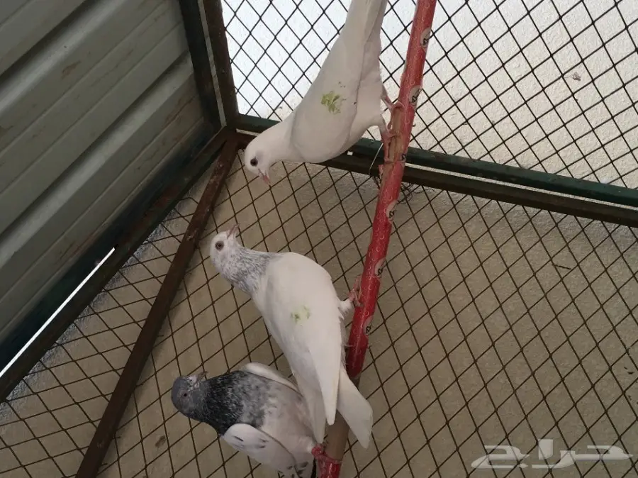 حمام باكستاني اذكرو الله  (image 15)