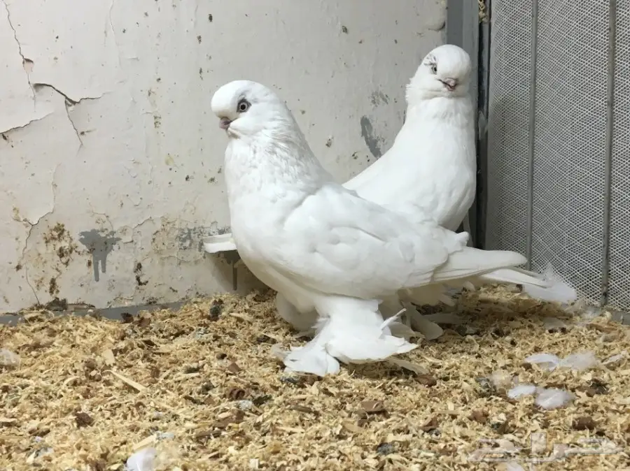 جوز لنق فيس اخرريشه يصفي ابيض حلوين منتج  (image 1)