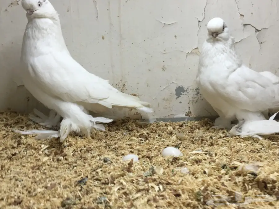 جوز لنق فيس اخرريشه يصفي ابيض حلوين منتج  (image 2)