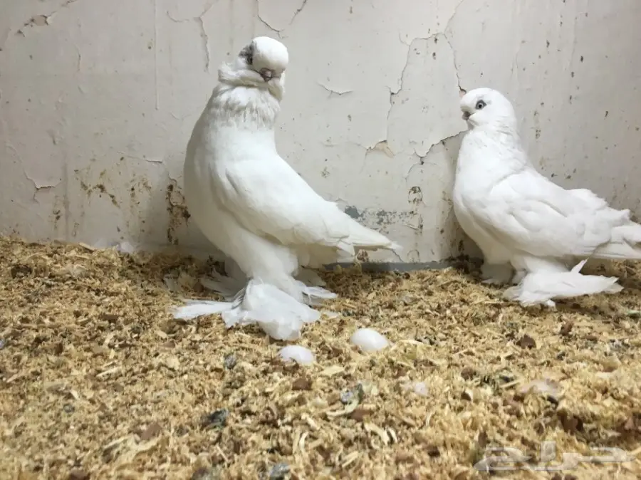 جوز لنق فيس اخرريشه يصفي ابيض حلوين منتج  (image 3)