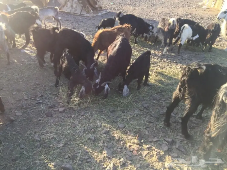 معزا ولد ودفيع  (image 5)