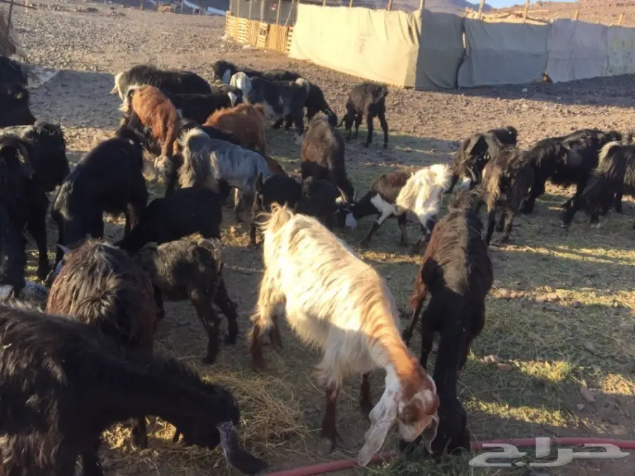 معزا ولد ودفيع  (image 6)