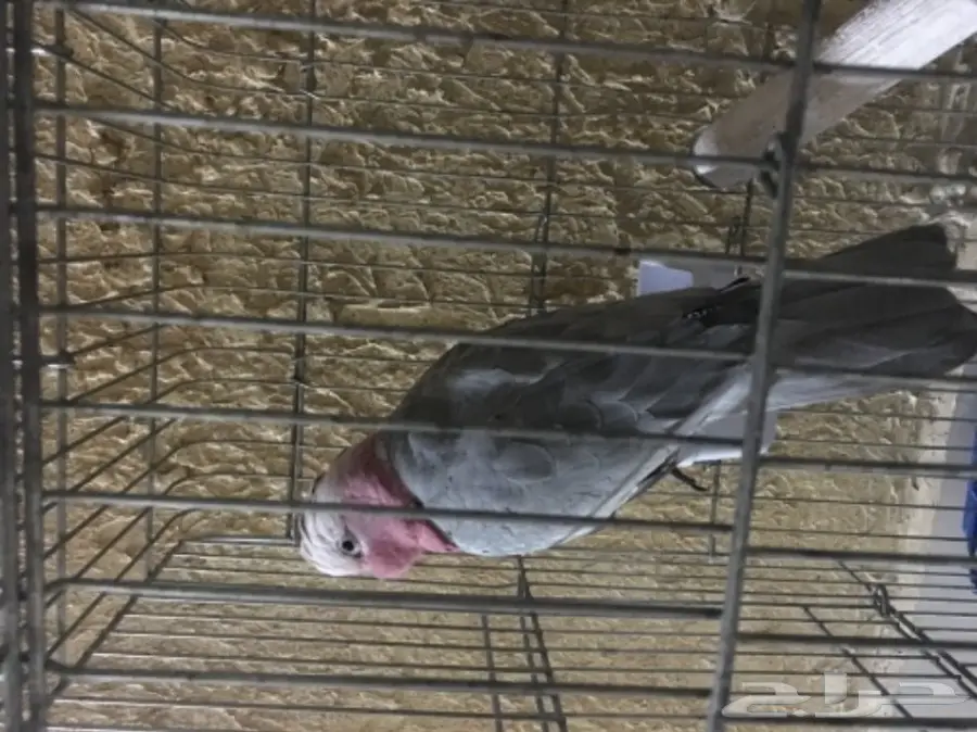 كوكاتو قالا اليفة