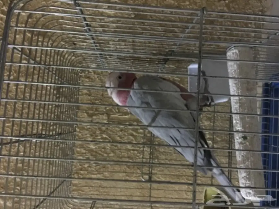 كوكاتو قالا اليفة (image 1)