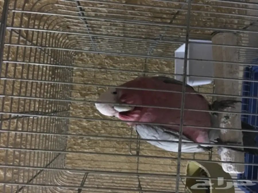 كوكاتو قالا اليفة (image 2)