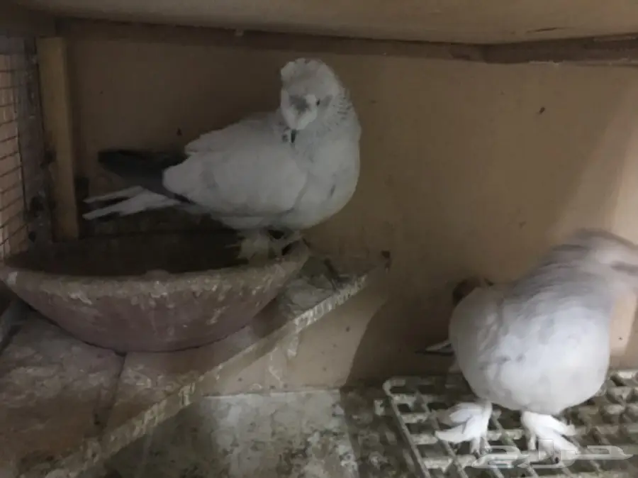 جوز بارلس دبل كرست - جوز بارلس ديل كرست فئة مميزة!