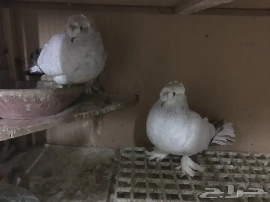 جوز بارلس دبل كرست - جوز بارلس ديل كرست فئة مميزة! (image 1)