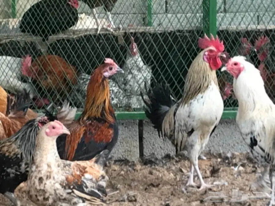 بيض بلدي. دجاج بياض. ديوك (image 5)