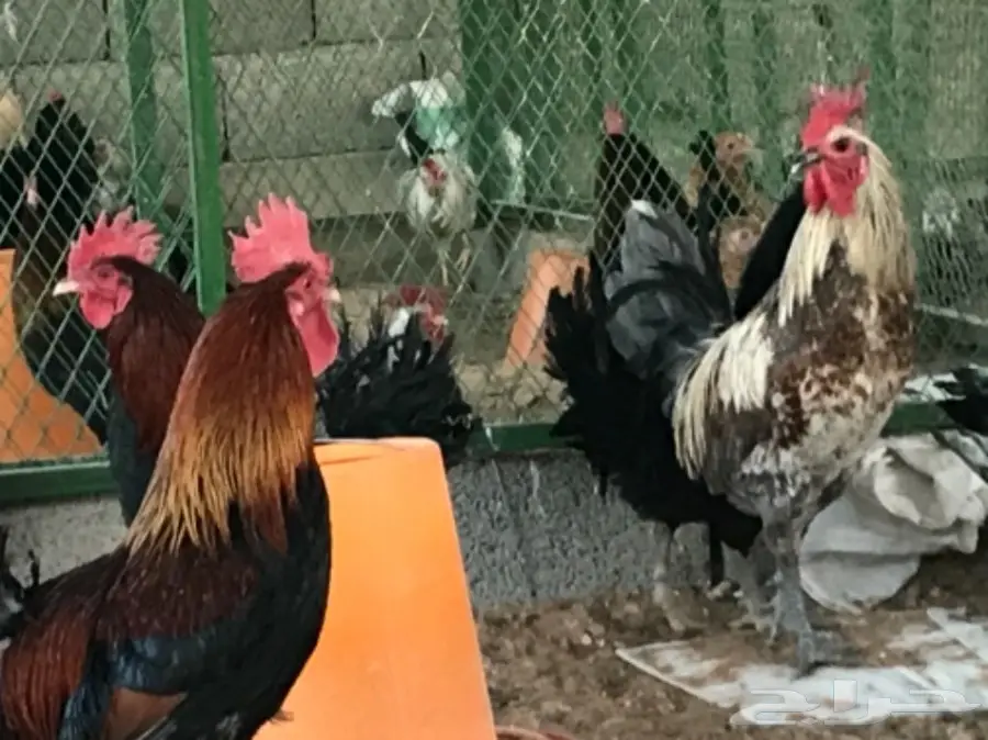 بيض بلدي. دجاج بياض. ديوك (image 7)