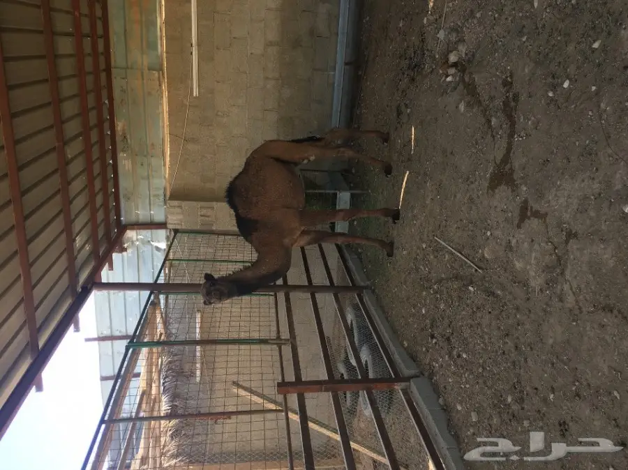 حاشي لباني بري (image 4)