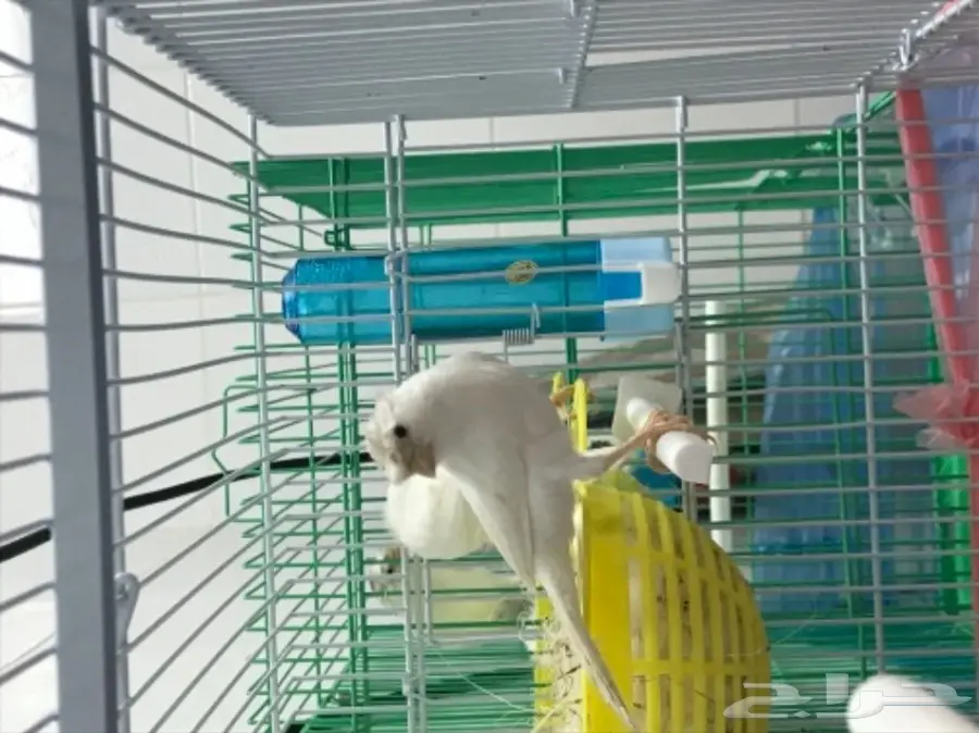 للبيع جوز وذكر كناري ايراني 