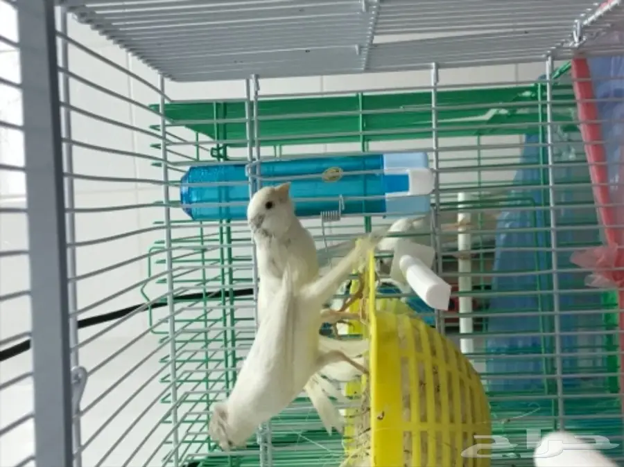 للبيع جوز وذكر كناري ايراني  (image 1)