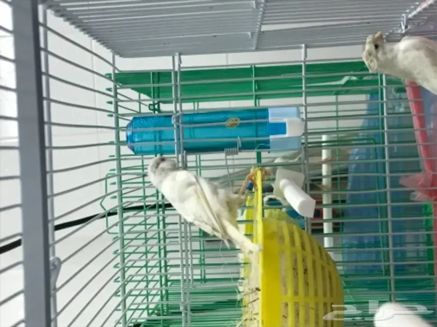 للبيع جوز وذكر كناري ايراني  (image 2)