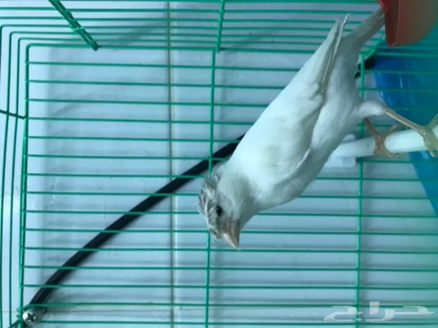 للبيع جوز وذكر كناري ايراني  (image 3)