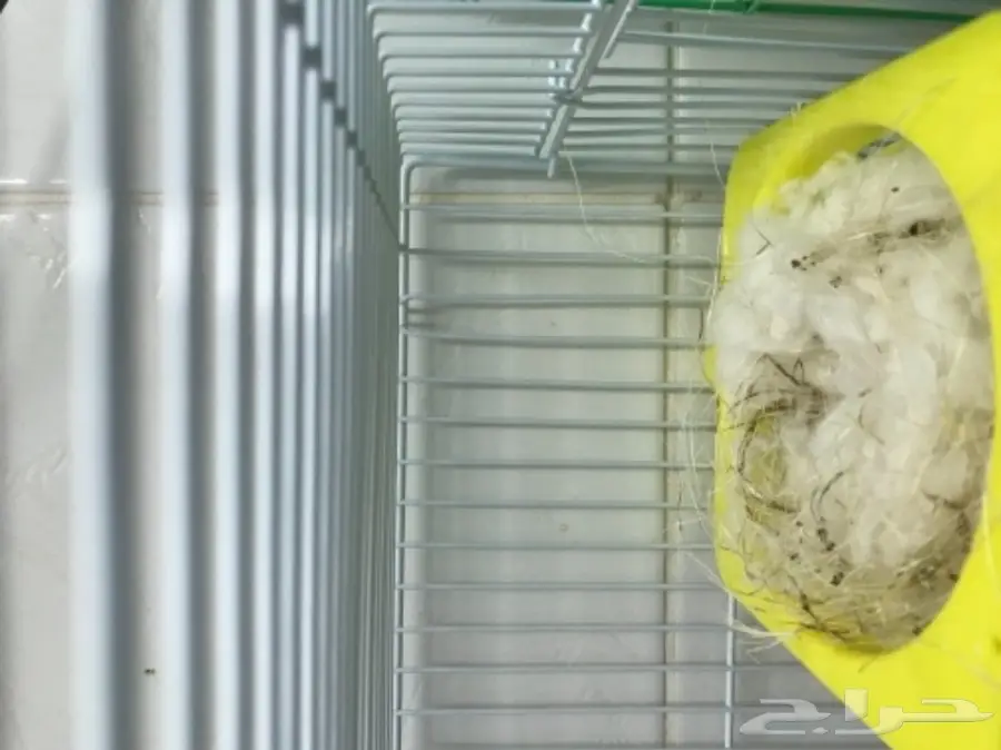 للبيع جوز وذكر كناري ايراني  (image 4)