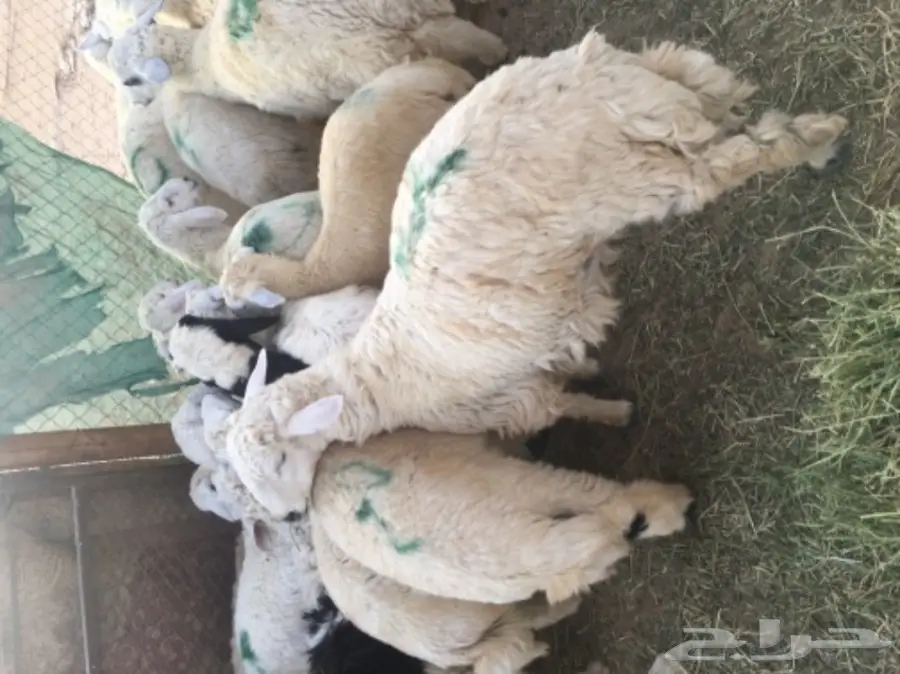 طليان حريه مع الذبح والتوصيل