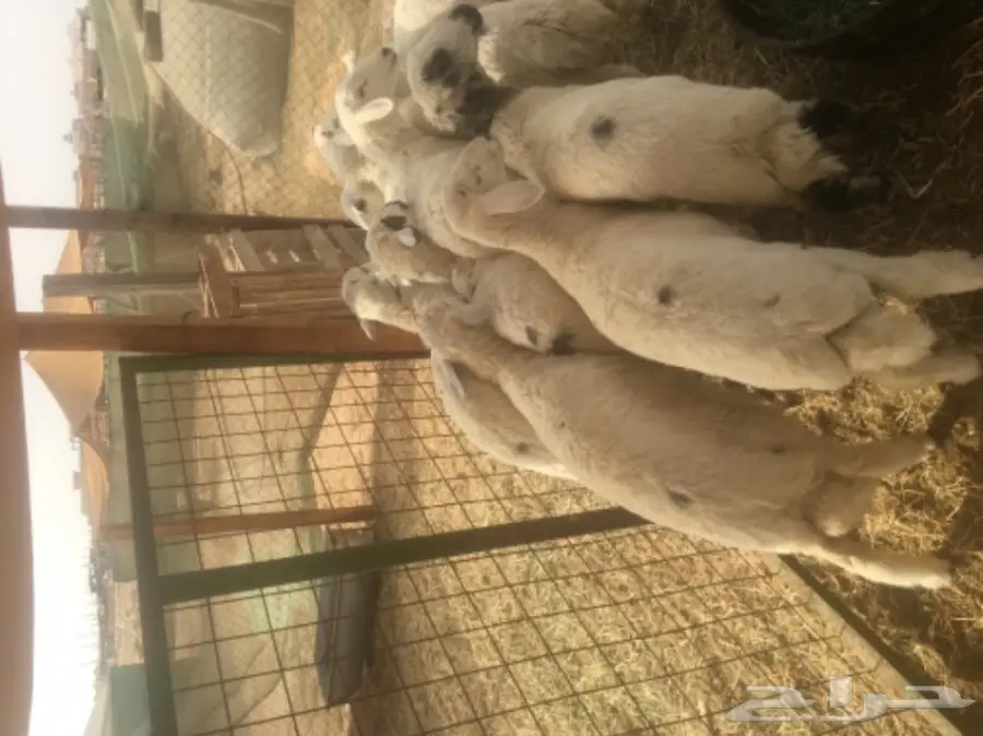 طليان حريه مع الذبح والتوصيل (image 12)