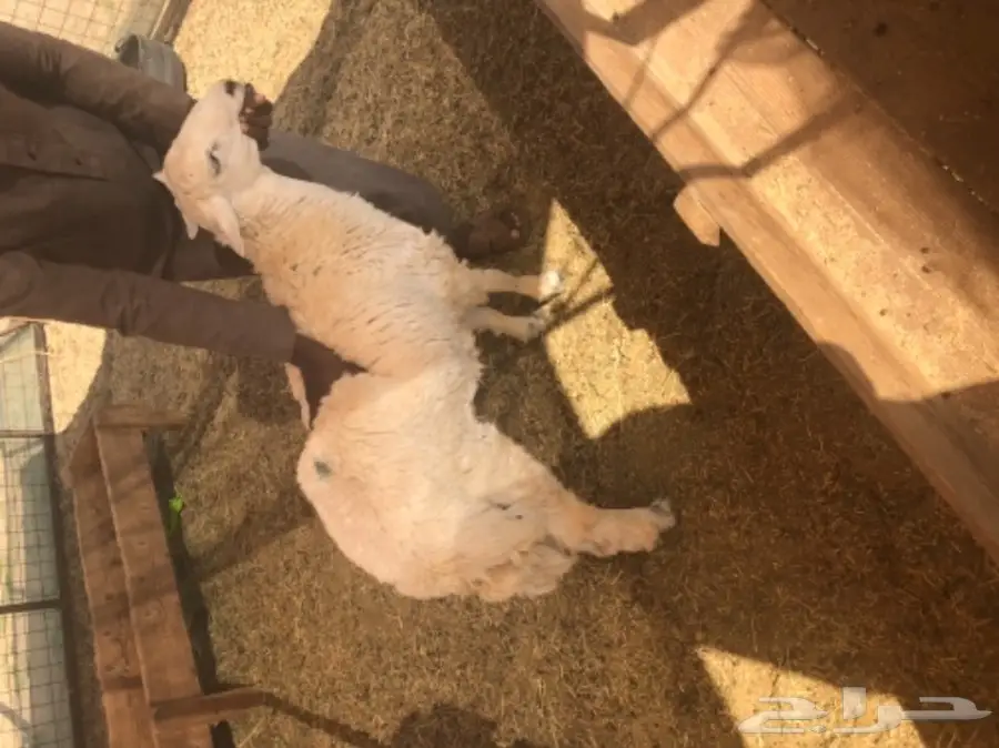 طليان حريه مع الذبح والتوصيل (image 15)