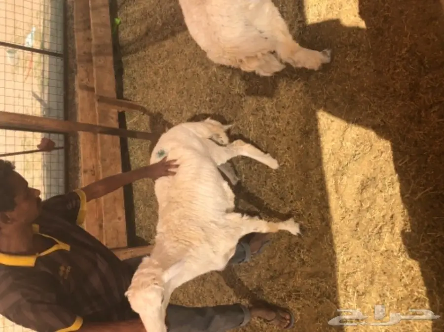 طليان حريه مع الذبح والتوصيل (image 16)