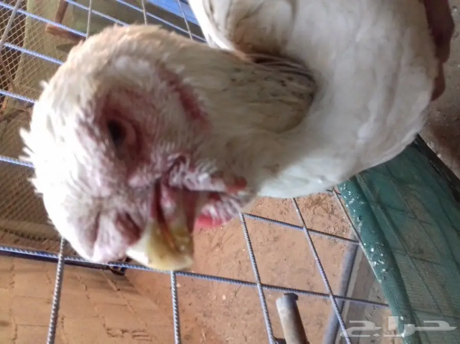 دجاجة فارسية للبيع  (image 2)
