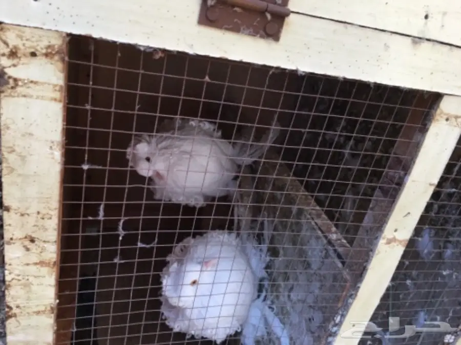 زوج مفتل أبيض جاهز 